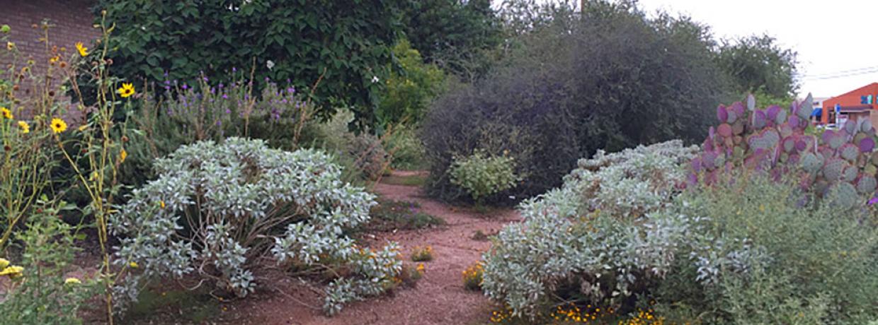 AMWUA xeriscape landscape