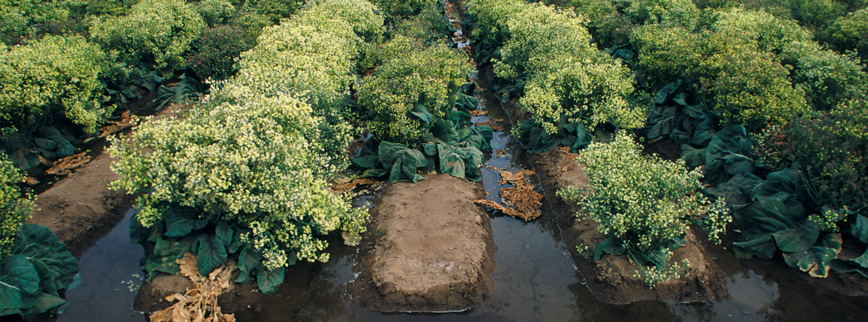 USDA Saturated field of produce