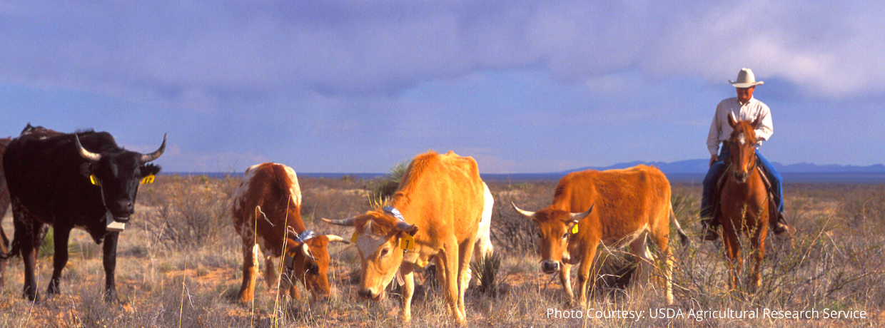 Cows being herded on the desert plain by a man on a horse. 