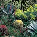 Xeroscape garden. 