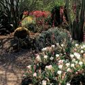 Xeroscape garden, with flowers