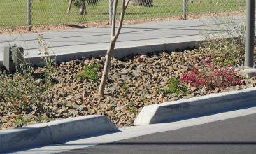 Curb cuts on Southern Avenue in Mesa’s Fiesta District bring rainwater into landscapes that further improves walkability in the area.