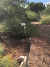 Xeriscaped landscaping in the desert. 