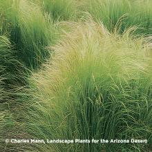 Image of native grass from Charles Mann