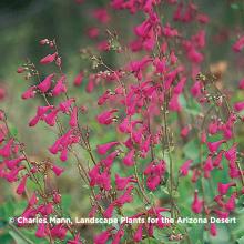 Photo from Charles Mann of horned purple flowers. 