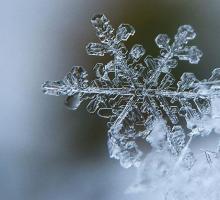 Perfect large snowflake in the wild