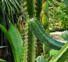 Visit a Garden for Inspiration