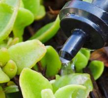Succulents getting watered by a dip system