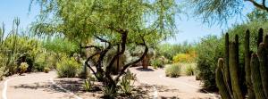 Tree in the desert