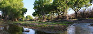 Riparian wetland area