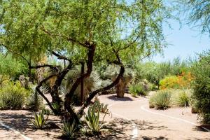 Tree in the desert