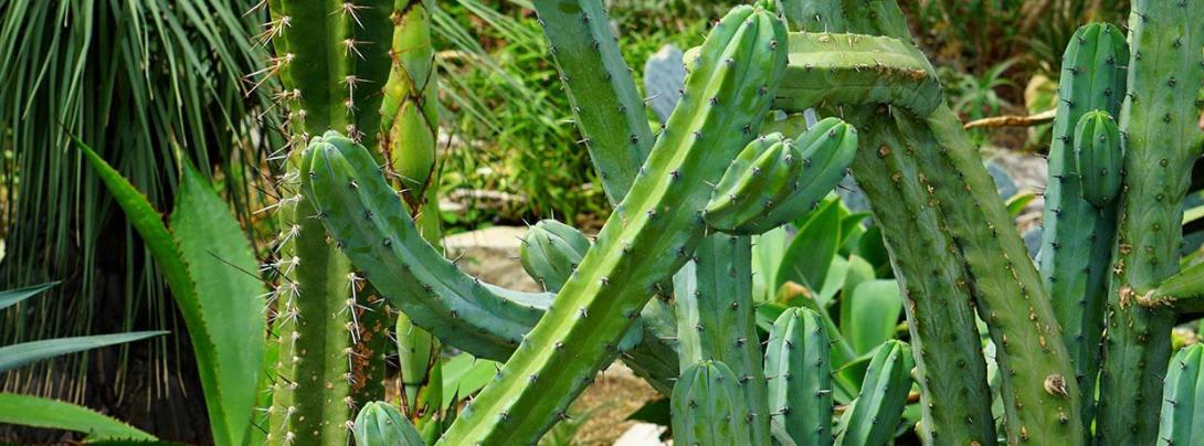 Visit a Garden for Inspiration