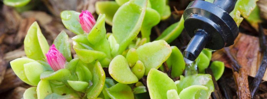 Succulents getting watered by a dip system