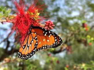Queen Monarch