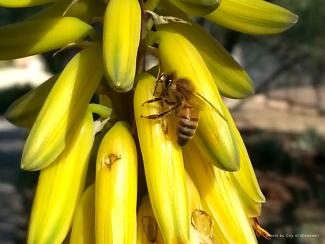 Aloe & Bee Close-up