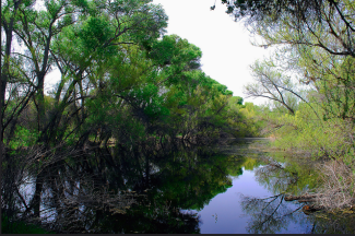 Hassayampa