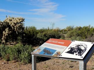 Plaque of Red Tailed Hawk
