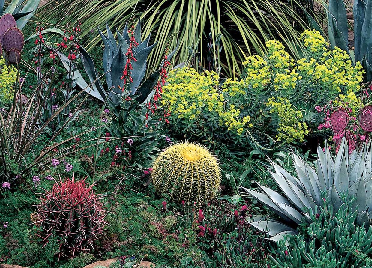 Xeroscape garden. 