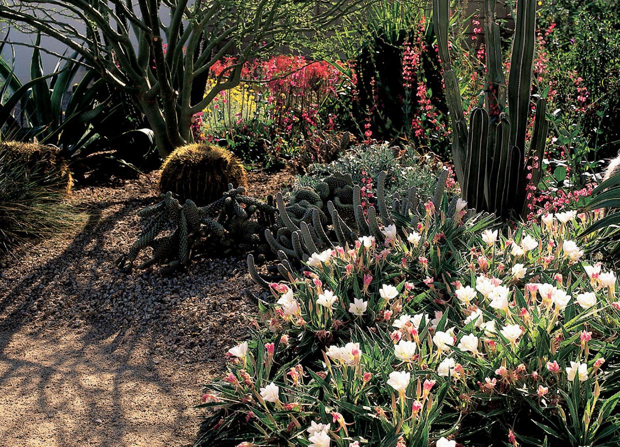 Xeroscape garden, with flowers